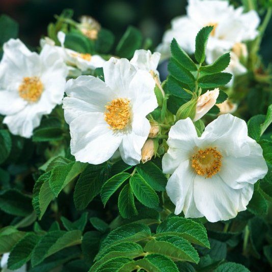 Роза морщинистая Альба